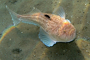 Himmelsgucker (Uranoscopus scaber)