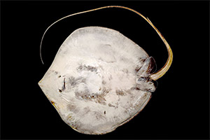 Urogymnus acanthobothrium von unten