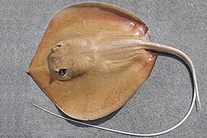 Urogymnus acanthobothrium