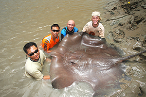 Riesen-Süßwasserstechrochen (Urogymnus polylepis)