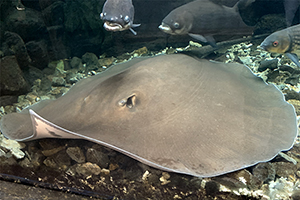 Riesen-Süßwasserstechrochen