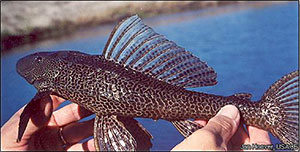 Vielgepunkteter Schilderwels (Pterygoplichthys multiradiatus)