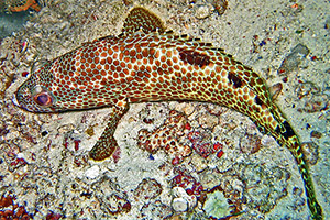 Vierfleck-Wabenbarsch (Epinephelus spilotoceps)