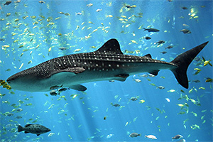 Walhai (Rhincodon typus)