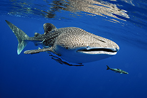 Walhai (Rhincodon typus)