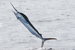 Weißer Marlin (Tetrapturus albidus)