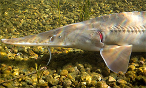 Weißer Schaufelstör (Scaphirhynchus albus)