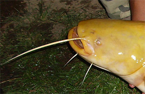 Europäischer Wels (Silurus glanis) - Urheber:Zacatecnik - Lizenz:CC BY-SA 3.0