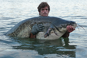 Europäischer Wels (Silurus glanis)