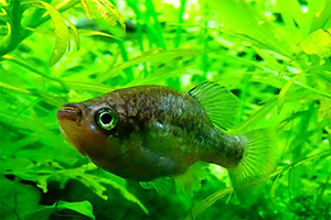 Ritterkärpfling (Xenoophorus captivus)
