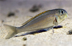 Gelber Sandcichlide (Xenotilapia flavipinnis)