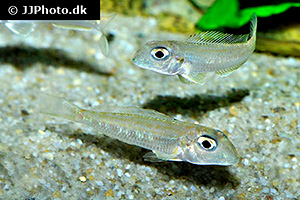 Xenotilapia ochrogenys