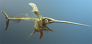 Schwertfisch (Xiphias gladius)