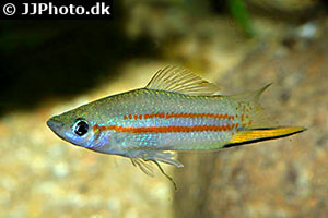 Gelber Schwertträger(Xiphophorus clemenciae)