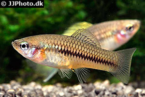 Cortez-Schwertträger(Xiphophorus cortezi)