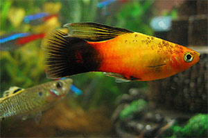 Platy (Xiphophorus maculatus)