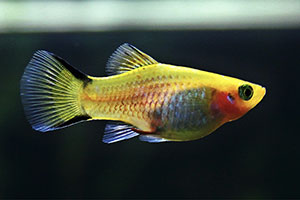 Platy (Xiphophorus maculatus)