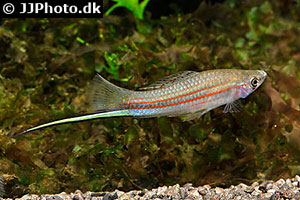 Xiphophorus mayae
