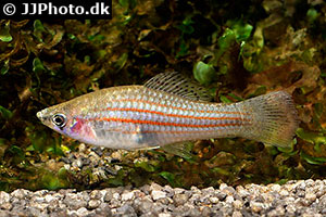 Xiphophorus mayae