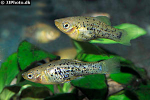 Catemaco-Platy(Xiphophorus milleri)