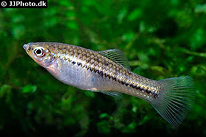 Montezuma-Schwertträger (Xiphophorus montezumae)