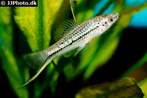Nördlicher Bergschwertträger(Xiphophorus nezahualcoyotl)