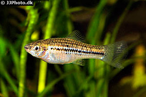 Nördlicher Bergschwertträger(Xiphophorus nezahualcoyotl)