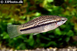 Xiphophorus nigrensis