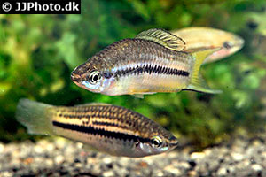 Xiphophorus nigrensis