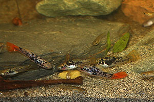 Papageienkärpfling (Xiphophorus variatus)