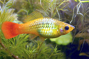 Papageienkärpfling (Xiphophorus variatus)