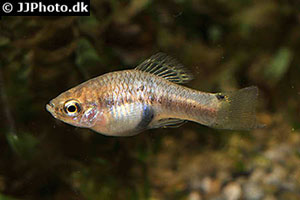 Schwertplaty