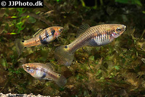 Schwertplaty