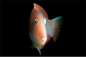 Schermesserfisch (Xyrichtys novacula)