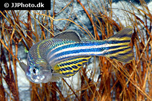 Zebrabärbling (Danio rerio)