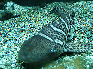 Zebrahai (Stegostoma fasciatum)