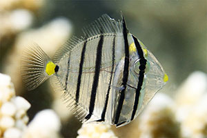 Indischer Segelflossendoktor (Zebrasoma desjardinii)