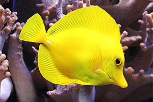 Gelber Segelflossendoktor (Zebrasoma flavescens)