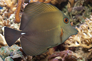 Weißdorn-Segelflossendoktor (Zebrasoma scopas)