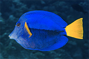 Blauer Segelflossendoktor (Zebrasoma xanthurum)
