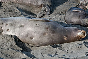 See-Elefant mit Bissspuren
