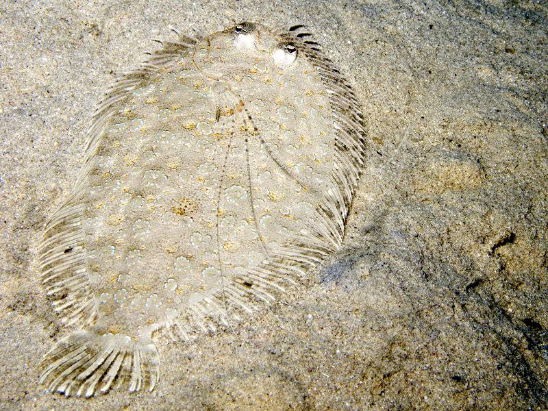 MosesSeezunge (Pardachirus marmoratus) Fischlexikon