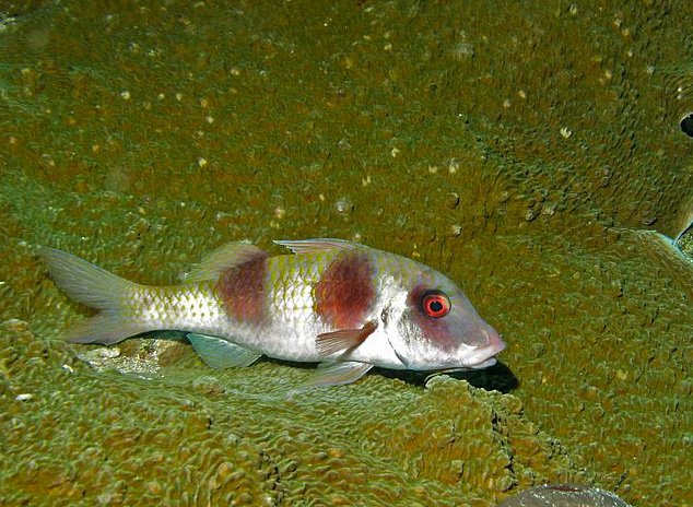 Parupeneus crassilabris