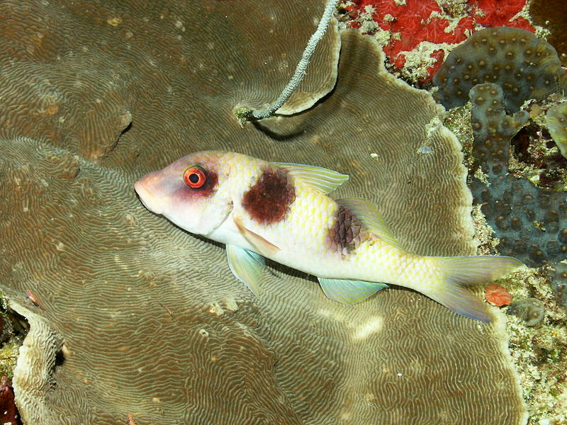 Parupeneus crassilabris (Parupeneus crassilabris) Fischlexikon
