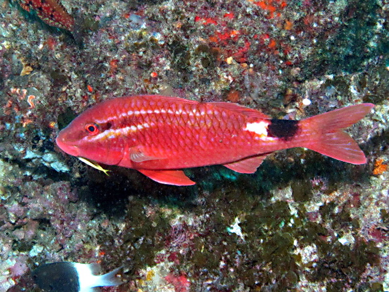 RotstreifenMeerbarbe (Parupeneus rubescens) Fischlexikon