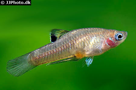 CostaRicaZwergkärpfling (Phallichthys tico)