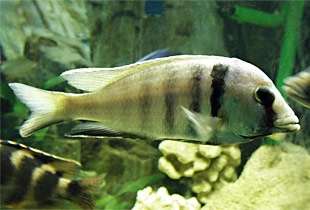 Likomamaulbrüter (Placidochromis electra)