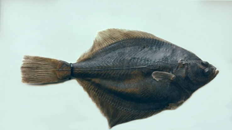 Platichthys solemdali