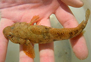 Ponticola cephalargoides