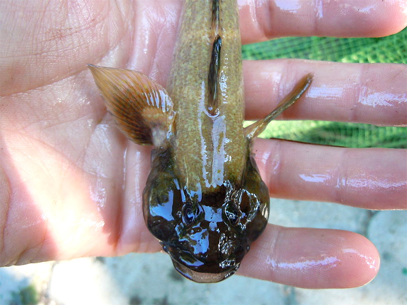 Ponticola eurycephalus